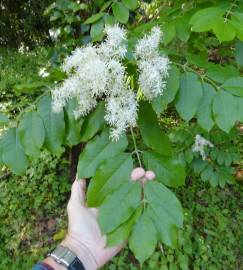 Fotografia da espécie Fraxinus ornus