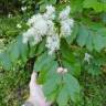 Fotografia 7 da espécie Fraxinus ornus do Jardim Botânico UTAD