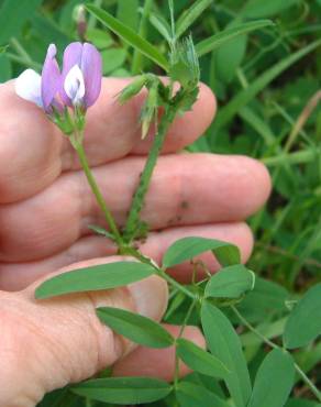 Fotografia 3 da espécie Vicia bithynica no Jardim Botânico UTAD