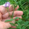 Fotografia 3 da espécie Vicia bithynica do Jardim Botânico UTAD