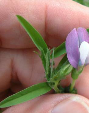 Fotografia 5 da espécie Vicia bithynica no Jardim Botânico UTAD