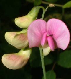 Fotografia da espécie Lathyrus tingitanus