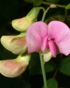 Fotografia 3 da espécie Lathyrus tingitanus no Jardim Botânico UTAD