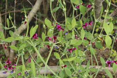 Fotografia da espécie Lathyrus tingitanus