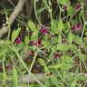 Fotografia 5 da espécie Lathyrus tingitanus do Jardim Botânico UTAD