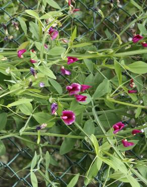 Fotografia 6 da espécie Lathyrus tingitanus no Jardim Botânico UTAD