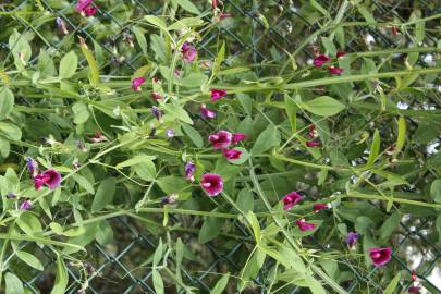 Fotografia da espécie Lathyrus tingitanus