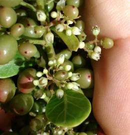 Fotografia da espécie Schinus terterebinthifolia