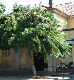 Fotografia da espécie Schinus terterebinthifolia