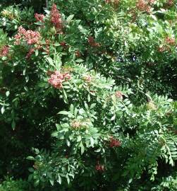 Fotografia da espécie Schinus terterebinthifolia