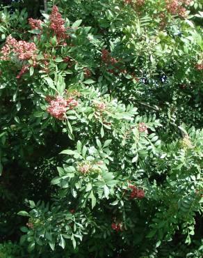 Fotografia 5 da espécie Schinus terterebinthifolia no Jardim Botânico UTAD