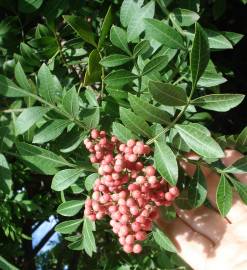 Fotografia da espécie Schinus terterebinthifolia