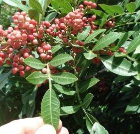 Fotografia da espécie Schinus terterebinthifolia