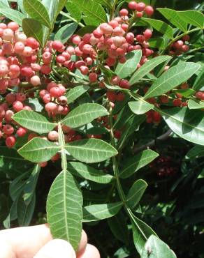 Fotografia 7 da espécie Schinus terterebinthifolia no Jardim Botânico UTAD