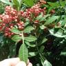 Fotografia 7 da espécie Schinus terterebinthifolia do Jardim Botânico UTAD