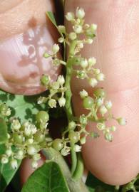 Fotografia da espécie Schinus terterebinthifolia