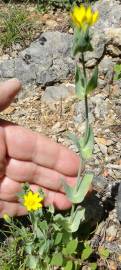 Fotografia da espécie Blackstonia perfoliata subesp. intermedia