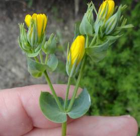 Fotografia da espécie Blackstonia perfoliata subesp. intermedia