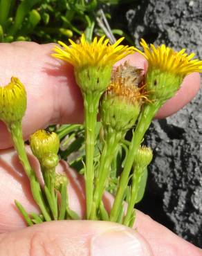 Fotografia 6 da espécie Limbarda crithmoides no Jardim Botânico UTAD