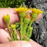 Fotografia 6 da espécie Limbarda crithmoides do Jardim Botânico UTAD