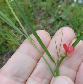 Fotografia da espécie Lathyrus sphaericus