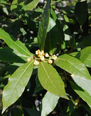 Fotografia 3 da espécie Laurus nobilis no Jardim Botânico UTAD