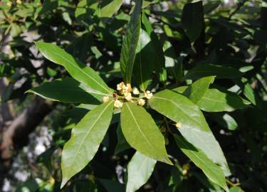 Fotografia da espécie Laurus nobilis