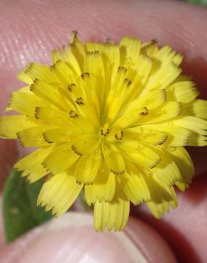 Fotografia 3 da espécie Hedypnois rhagadioloides no Jardim Botânico UTAD