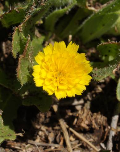 Fotografia de capa Hedypnois rhagadioloides - do Jardim Botânico