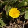 Fotografia 1 da espécie Hedypnois rhagadioloides do Jardim Botânico UTAD