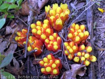 Fotografia da espécie Cytinus hypocistis subesp. macranthus