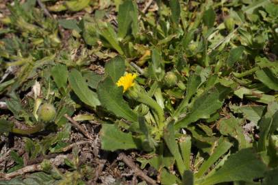 Fotografia da espécie Hedypnois rhagadioloides