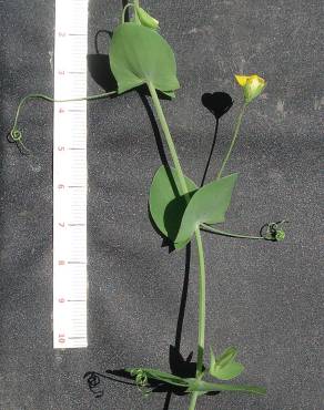 Fotografia 4 da espécie Lathyrus aphaca no Jardim Botânico UTAD