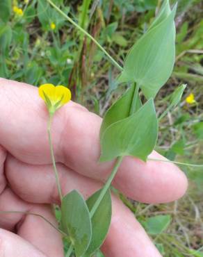 Fotografia 7 da espécie Lathyrus aphaca no Jardim Botânico UTAD