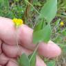 Fotografia 7 da espécie Lathyrus aphaca do Jardim Botânico UTAD