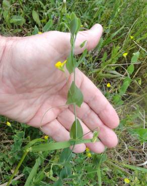 Fotografia 8 da espécie Lathyrus aphaca no Jardim Botânico UTAD