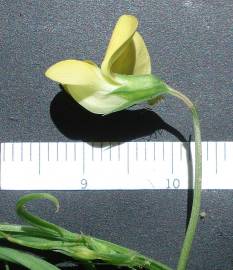 Fotografia da espécie Lathyrus annuus