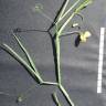 Fotografia 6 da espécie Lathyrus annuus do Jardim Botânico UTAD