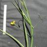 Fotografia 7 da espécie Lathyrus annuus do Jardim Botânico UTAD
