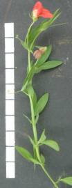 Fotografia da espécie Lathyrus amphicarpos