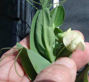 Fotografia da espécie Lathyrus ochrus