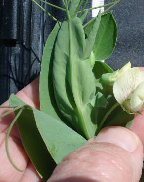 Fotografia 4 da espécie Lathyrus ochrus no Jardim Botânico UTAD