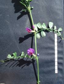 Fotografia da espécie Vicia sativa subesp. sativa