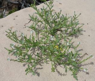 Fotografia da espécie Cakile maritima subesp. integrifolia