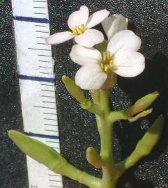 Fotografia da espécie Cakile maritima subesp. integrifolia