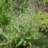 Fotografia 4 da espécie Alisma lanceolatum do Jardim Botânico UTAD