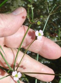 Fotografia da espécie Alisma lanceolatum