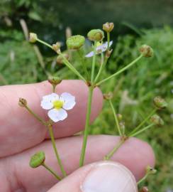 Fotografia da espécie Alisma lanceolatum