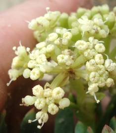 Fotografia da espécie Crithmum maritimum