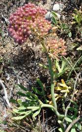 Fotografia da espécie Crithmum maritimum